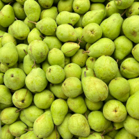 Fresh Pears Supplier