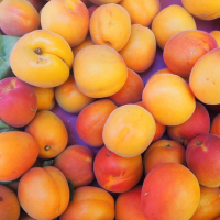 Stone Fruits Supplier