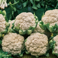 Fresh Brassicas Supplier