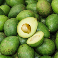 Fresh Avocados Supplier