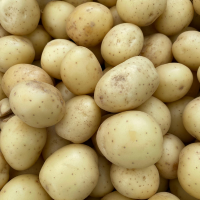Fresh Potatoes Supplier