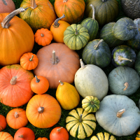 Pumpkin And Squashes Supplier