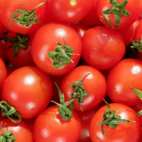 Fresh Tomatoes Supplier