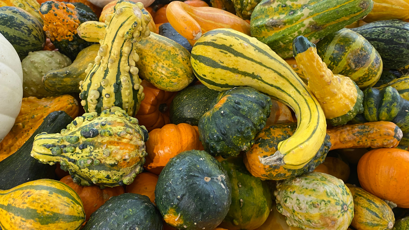 Fresh Pumpkins and Squashes Supplier