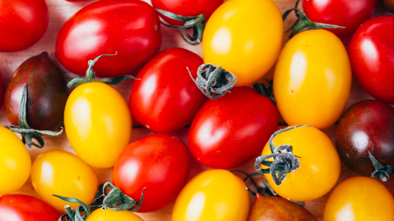 Fresh Tomatoes Supplier