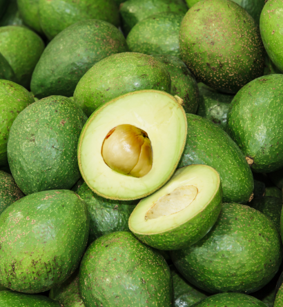 Fresh Avocados Supplier