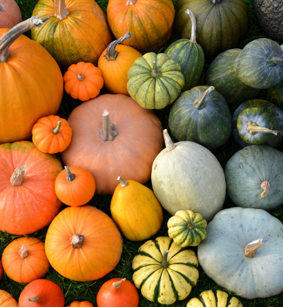 Pumpkin And Squashes Supplier