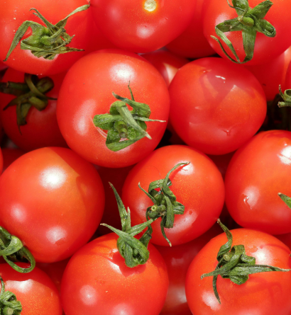 Fresh Tomatoes Supplier