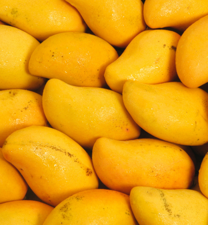 Fresh Mangoes Supplier